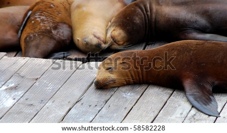 A Sea Lion Rests At Pier 39