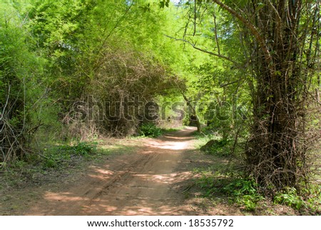 dirt path in jungle