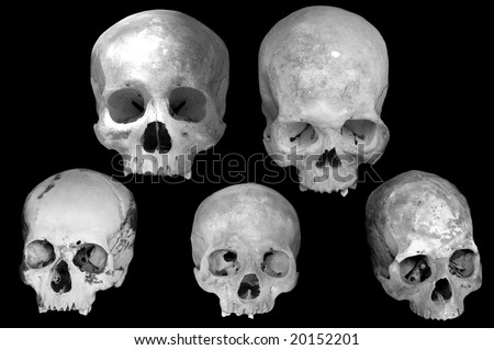 stock photo assorted human skulls