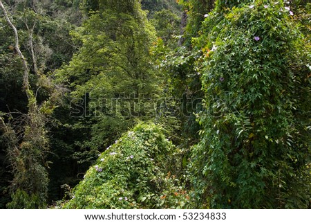 lush jungle foliage