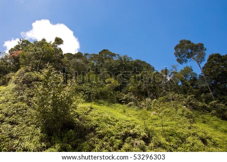 lush jungle with blue sky