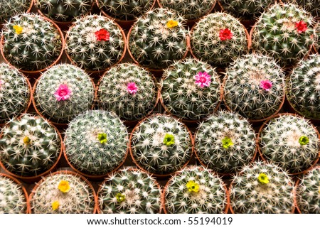 Cactus Small