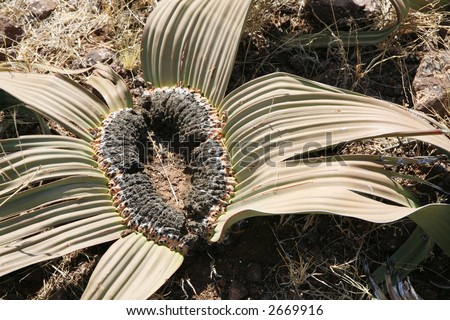 Welwitschia mirabilis, a desert plant with only two leaves that continuously grow from their base. A living fossil. Namibia, Africa