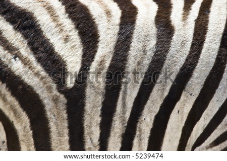 Zebra Fur, Etosha National Park, Namibia, Africa