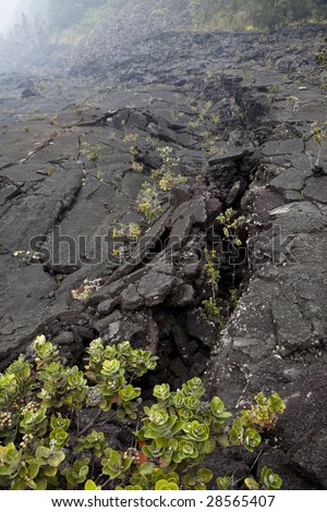 Cracks in the foggy Kilauea Iki crater, Hawaii Volcanoes National Park, Big Island, Hawaii, USA