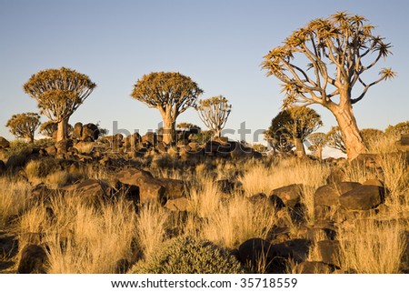 Quiver trees in warm evening light, Republic of Namibia, Southern Africa