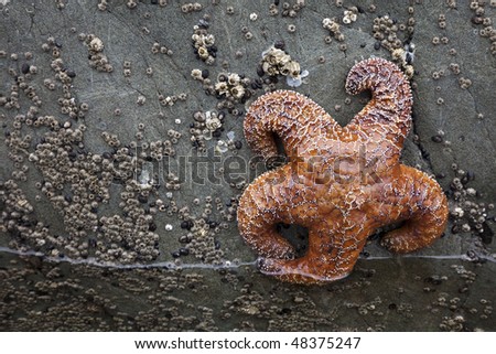 Pisaster ochraceus aka Purple Sea Star or Ochre Sea Star, a common starfish, Pacific coast, State of Washington, USA