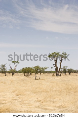 Landscape in Etosha National Park, Republic of Namibia, Southern Africa