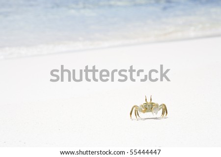 Horned Crab