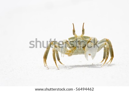 Horned Crab