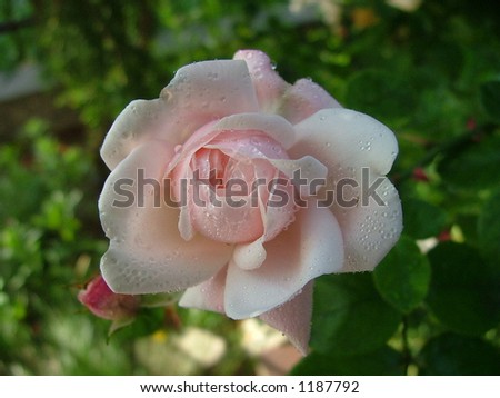 rose covered with dew
