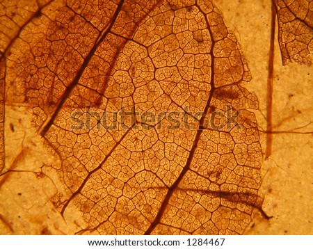 Leaf skeleton