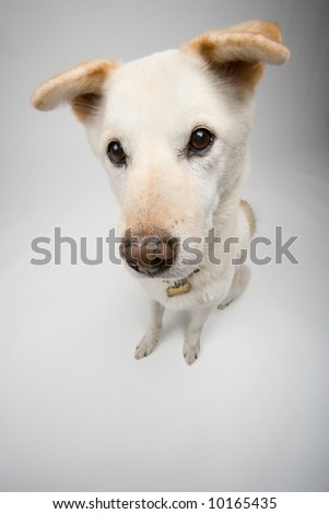 A cute white dog with floppy ears and a fuzzy face.