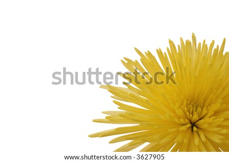Single yellow Mum isolated on white