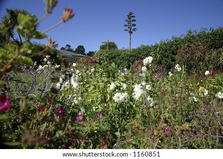 A beautiful summer flower bed in the backyard of one of the missions in northern California.