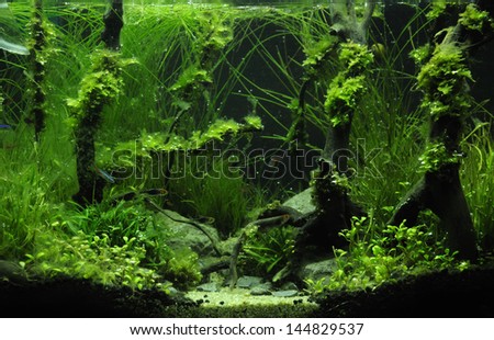 A beautiful green planted tropical freshwater aquarium - aquascaping - rain forest