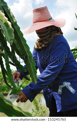 A worker is wrapping the dragonfruit dragonfruit or pitaya plants for protection