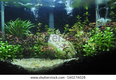 Aquascaping of the beautiful planted tropical freshwater aquarium