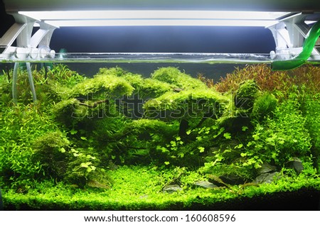 Fish tank of the beautiful planted tropical freshwater aquarium