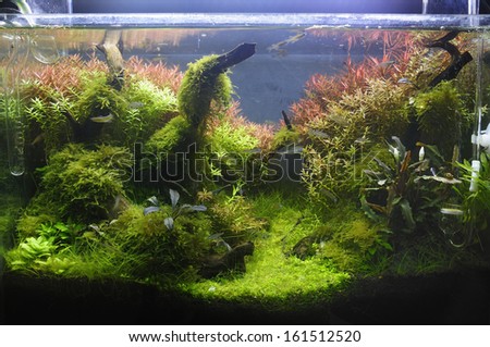 Aquascaping of the beautiful planted tropical freshwater aquarium