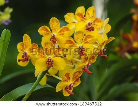 Mixed color Orange-Red Orchid flower-Vanda