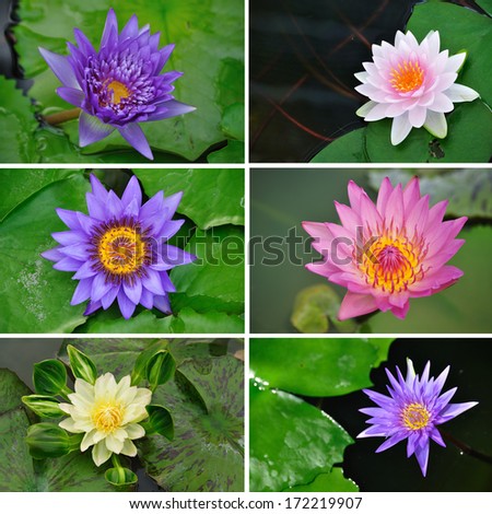 Collection of Pink Yellow and Purple lotus or waterlilies flowers