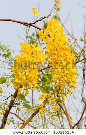 Yellow flowers, Golden shower flowers, Cassia fistula, National flowers of Thailand