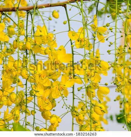 Yellow flowers, Golden shower flowers, Cassia fistula, National flowers of Thailand