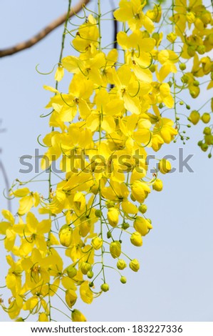 Yellow flowers, Golden shower flowers, Cassia fistula
