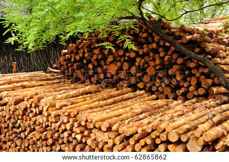 Pile of timber logs and green leaves