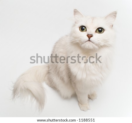 صور قطط كيوت Stock-photo-cute-cat-1188551
