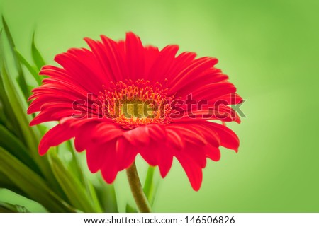 Flower Background. Red Gerbera Flower . Flower design