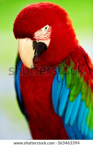 Birds, Animals. Closeup Portrait Of Bright Colorful Green-winged Red Scarlet Macaw Parrot Sitting On Branch. Travel To Thailand, Asia. Tourism.