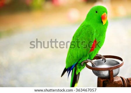 Birds, Animals. Closeup Portrait Of Bright Colorful  Green Solomon Island Eclectus Parrot. Travel To Thailand, Asia. Tourism.