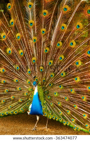 Birds, Animals. Closeup Portrait Of Bright Colorful Male Peacock With Expanded Feathers. Travel To Thailand, Asia. Tourism.