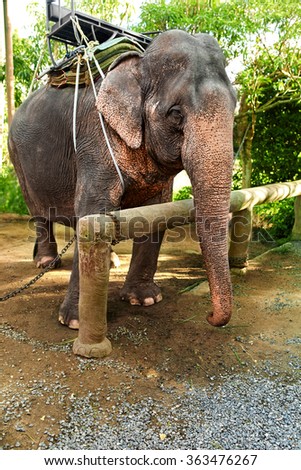 Animals In Thailand. Thai Elephant With Rider Saddle In Elephant Camp. Travel Asia, Tourism.
