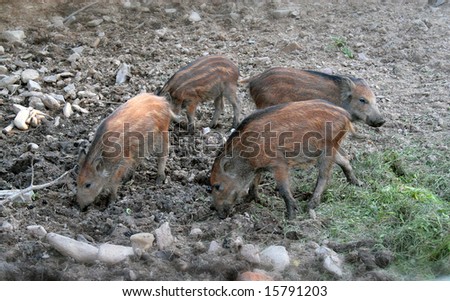 wild boar - piglet