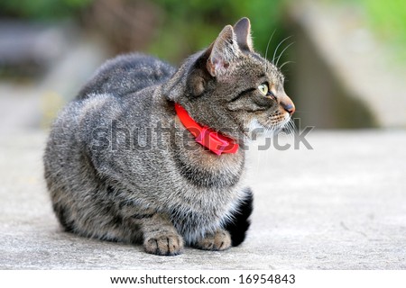 cat with the red collar