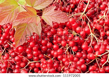 Bright red viburnum berries background. Autumn harvest