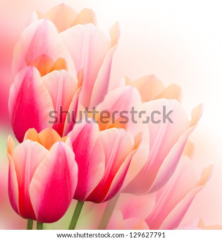 Beautiful pink tulips Spring background Beautiful pink tulips Spring background