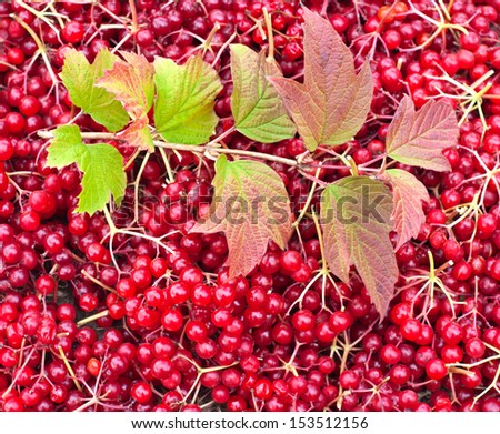 Bright red viburnum berries - Autumn harvest