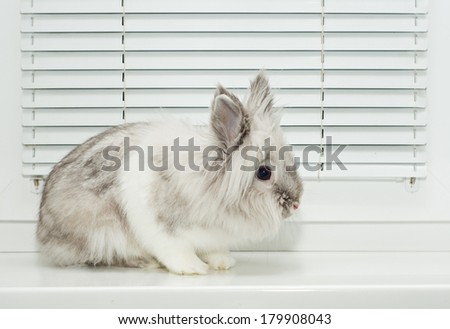 Decorative rabbit, white and grey color