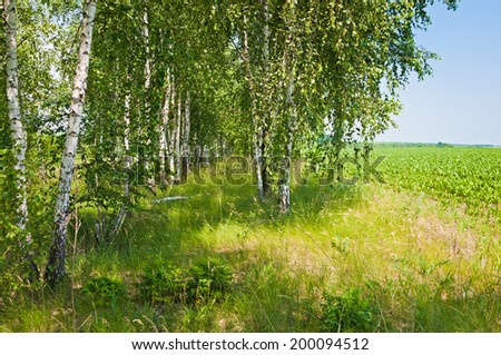 Green Birch forest in sunny summer day