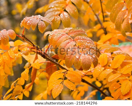 the orange autumn rowan leaves in drops