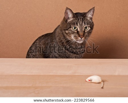 Cat looking at the mouse toy. Place for your text.