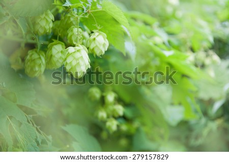 Hop cones and leaves on blurred background