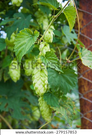 Hop cones and leaves on the fence, close