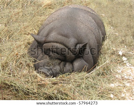 Big thick fat pig sleeps in the hay