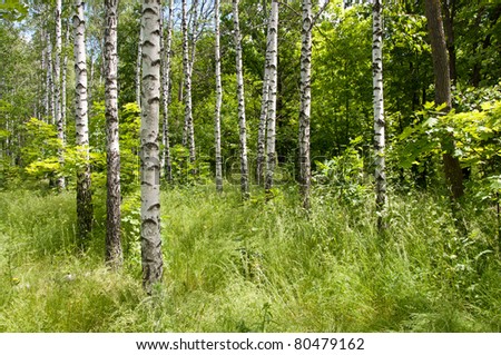 Birch forest. Sunny summer day, green grass and blue sky