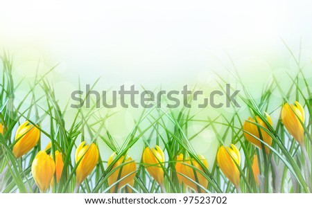 yellow flower crocus border on white background. Decorative postcard